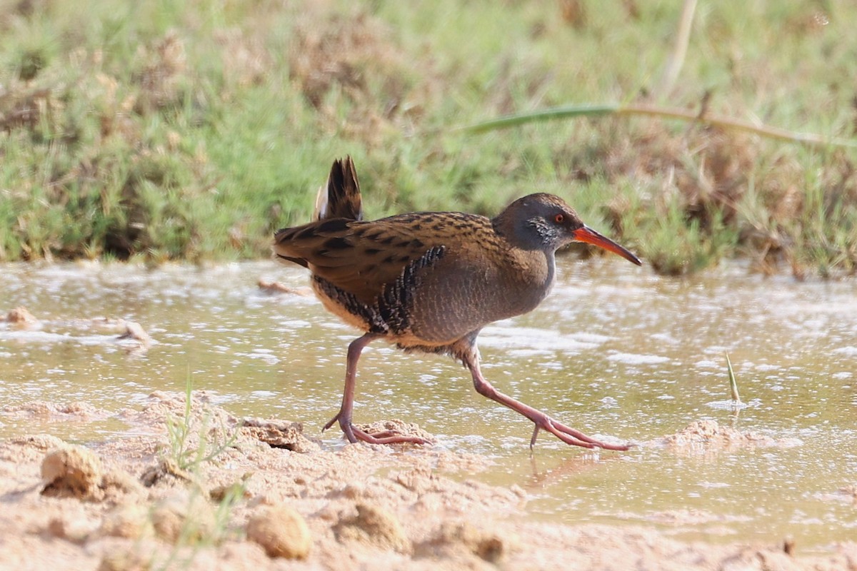 Усны түнжүүр - ML646285577