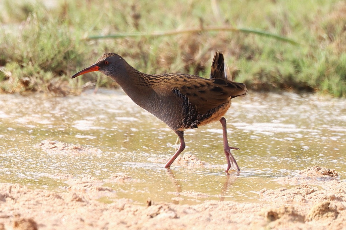 Усны түнжүүр - ML646285578