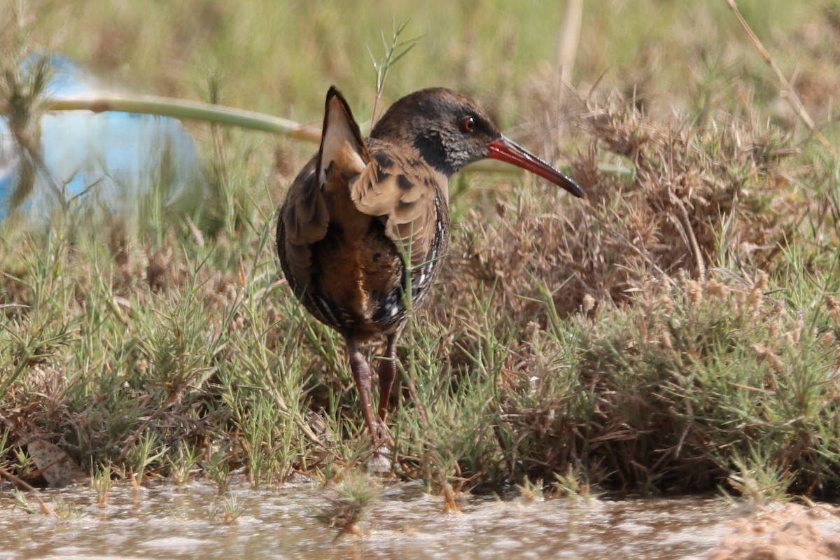 Усны түнжүүр - ML646285580