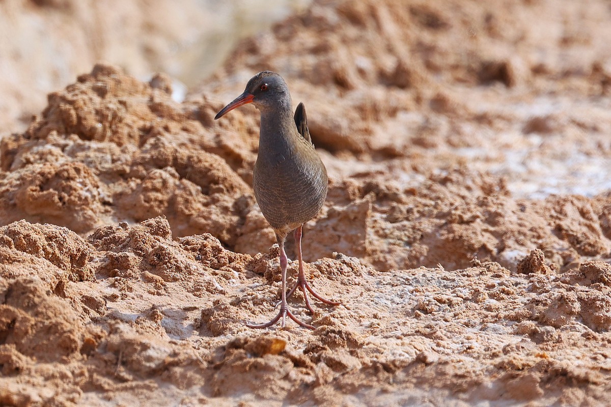 Усны түнжүүр - ML646285581