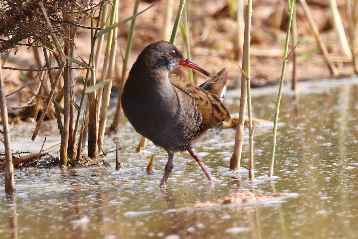 Усны түнжүүр - ML646285582