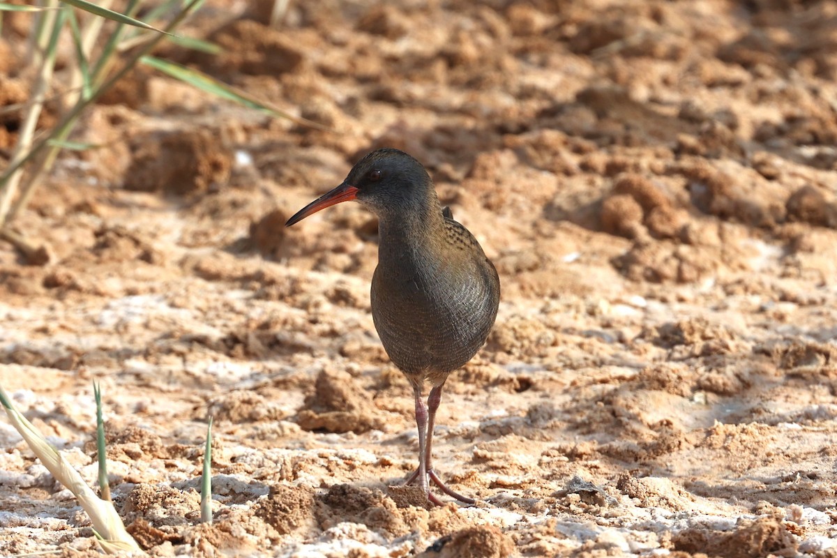 Усны түнжүүр - ML646285583