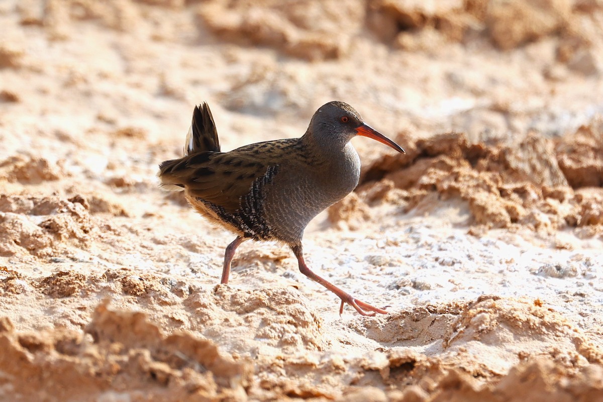 Усны түнжүүр - ML646285584