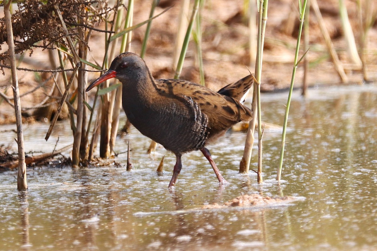 Усны түнжүүр - ML646285585