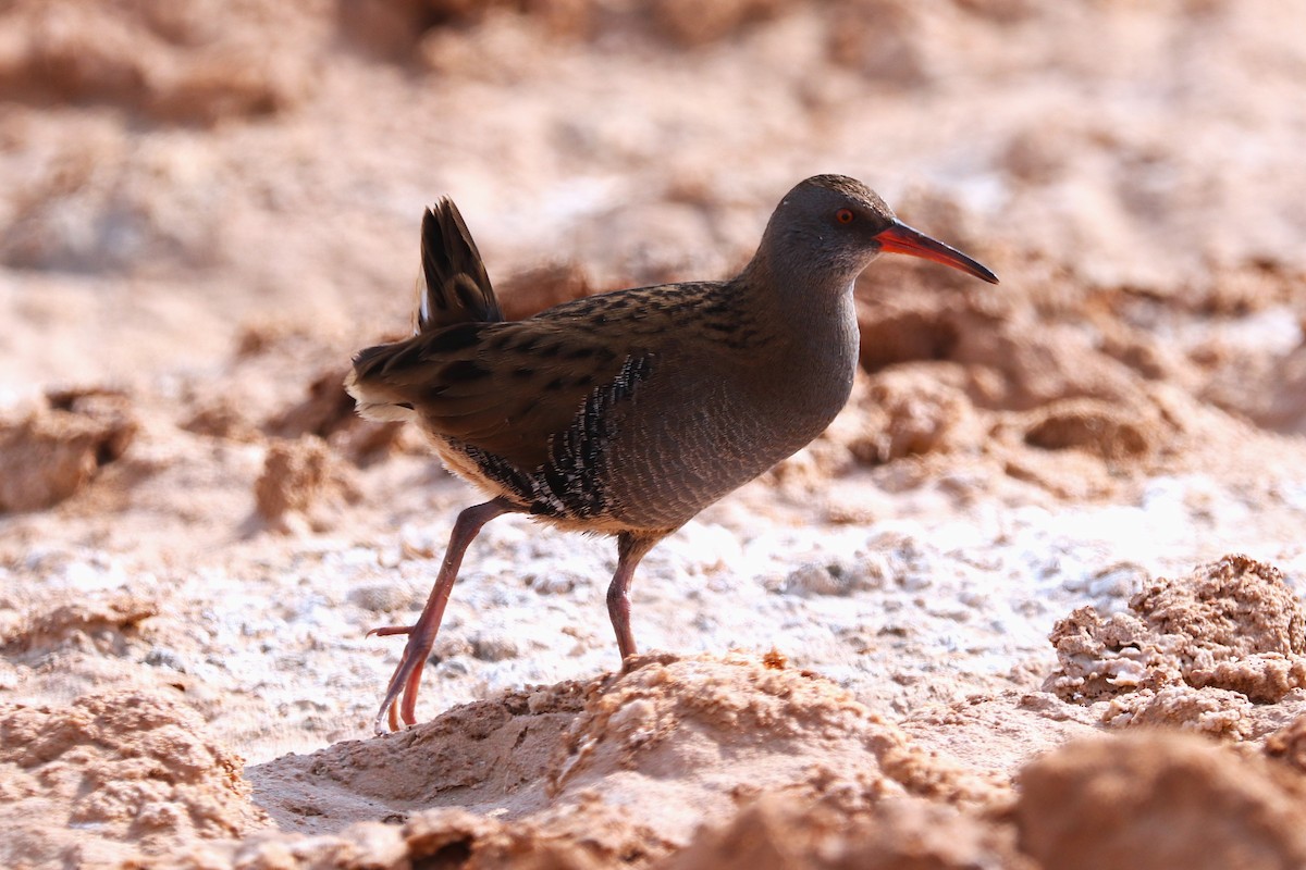 Усны түнжүүр - ML646285586