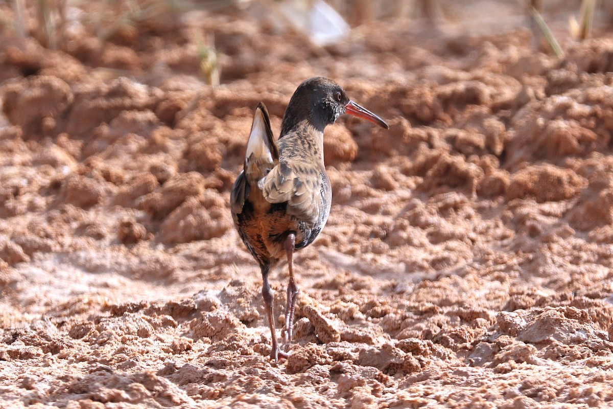 Усны түнжүүр - ML646285587