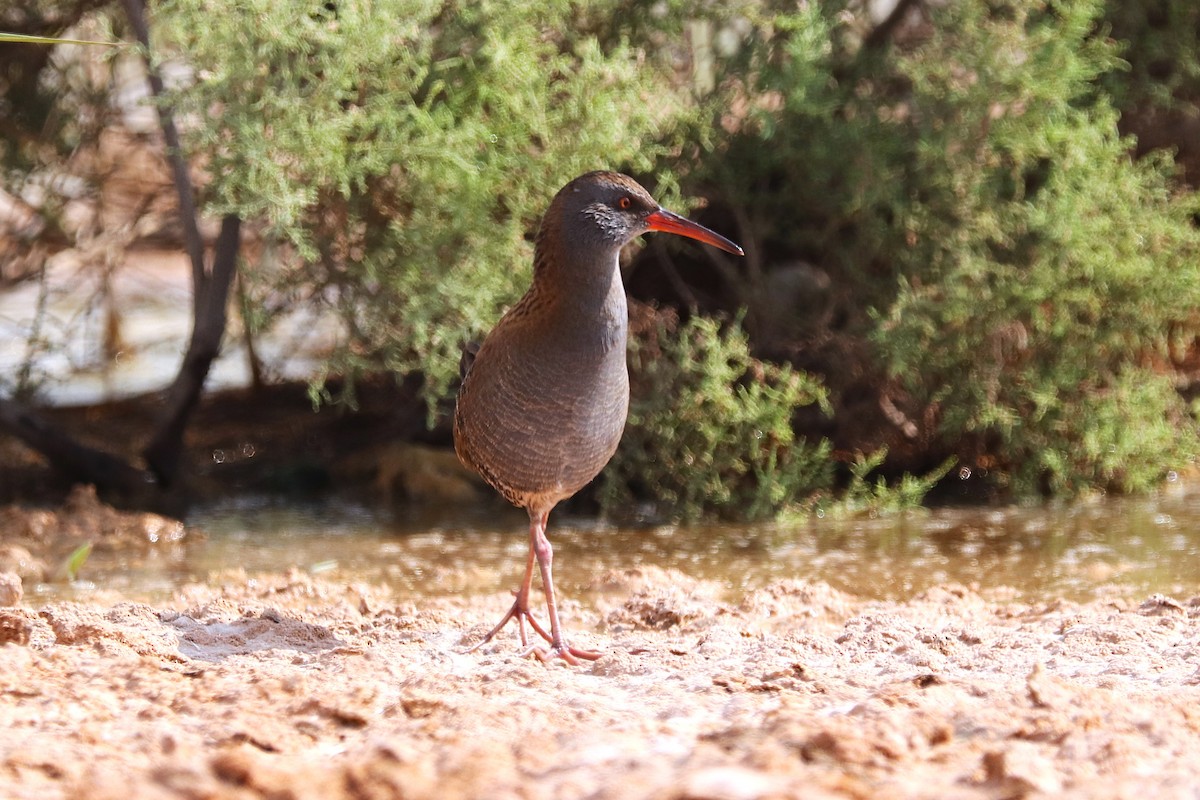 Усны түнжүүр - ML646285588