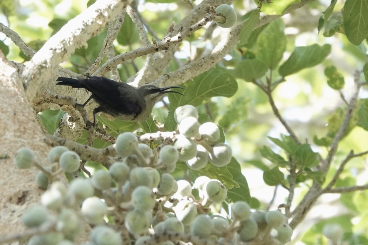 Tacazzenektarvogel - ML646285589