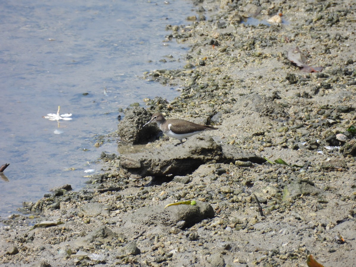 Flussuferläufer - ML646285590