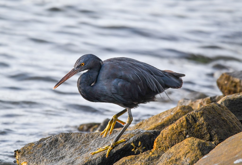 Riffreiher - ML646285591