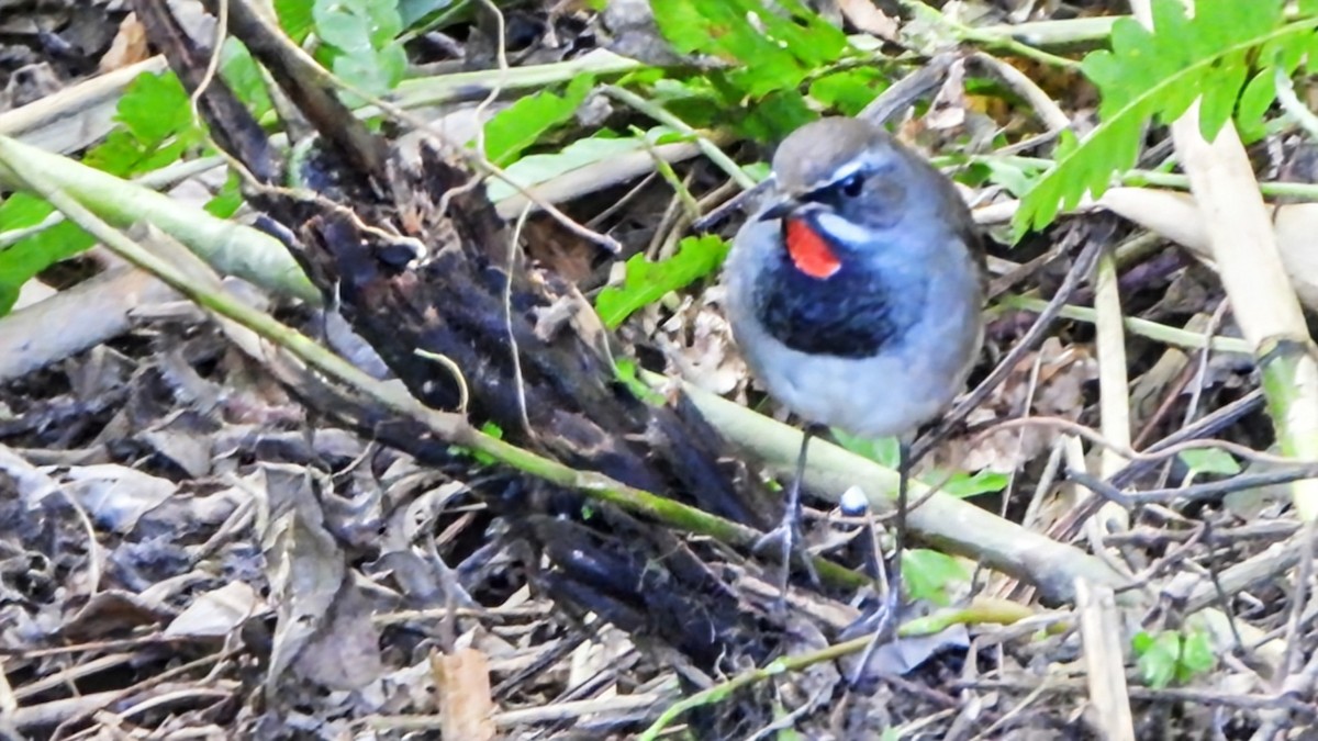 Tibetrubinkehlchen - ML646285592