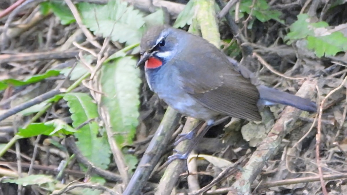 Tibetrubinkehlchen - ML646285593