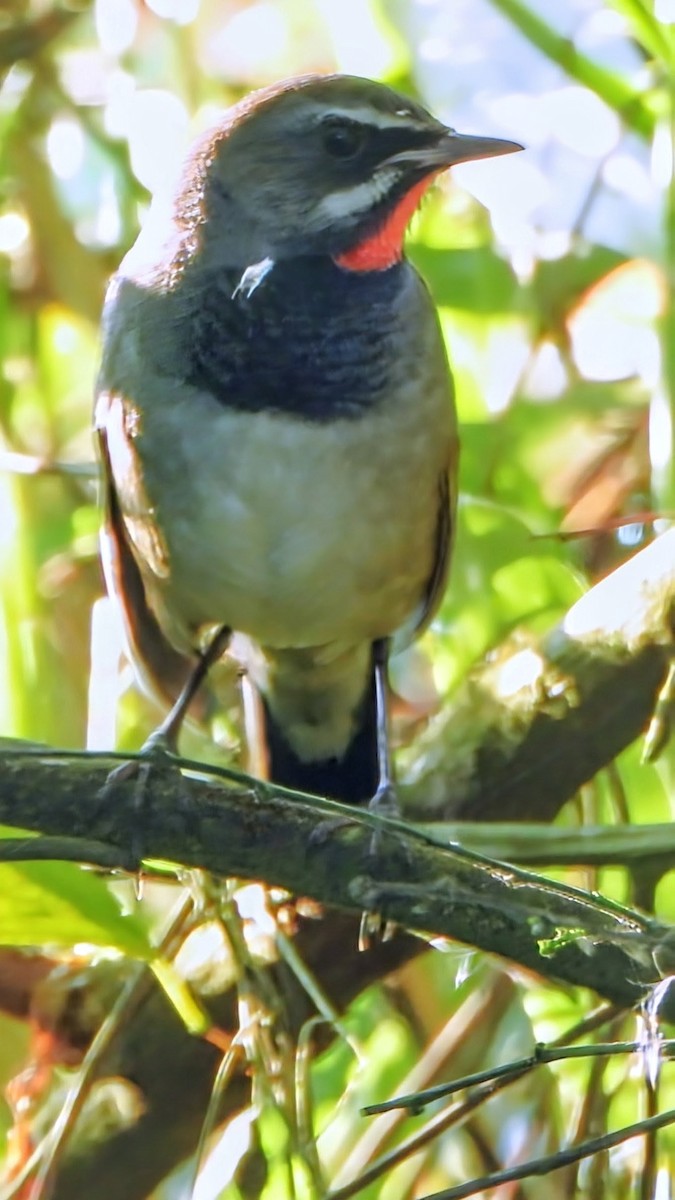 Tibetrubinkehlchen - ML646285594