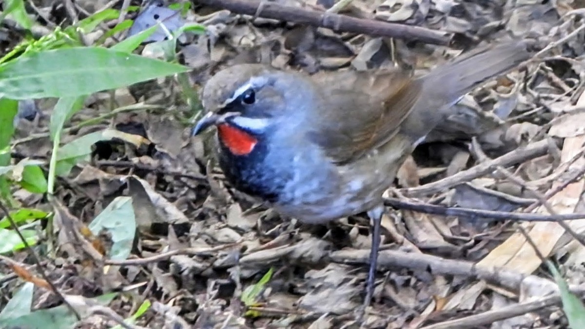 Tibetrubinkehlchen - ML646285595