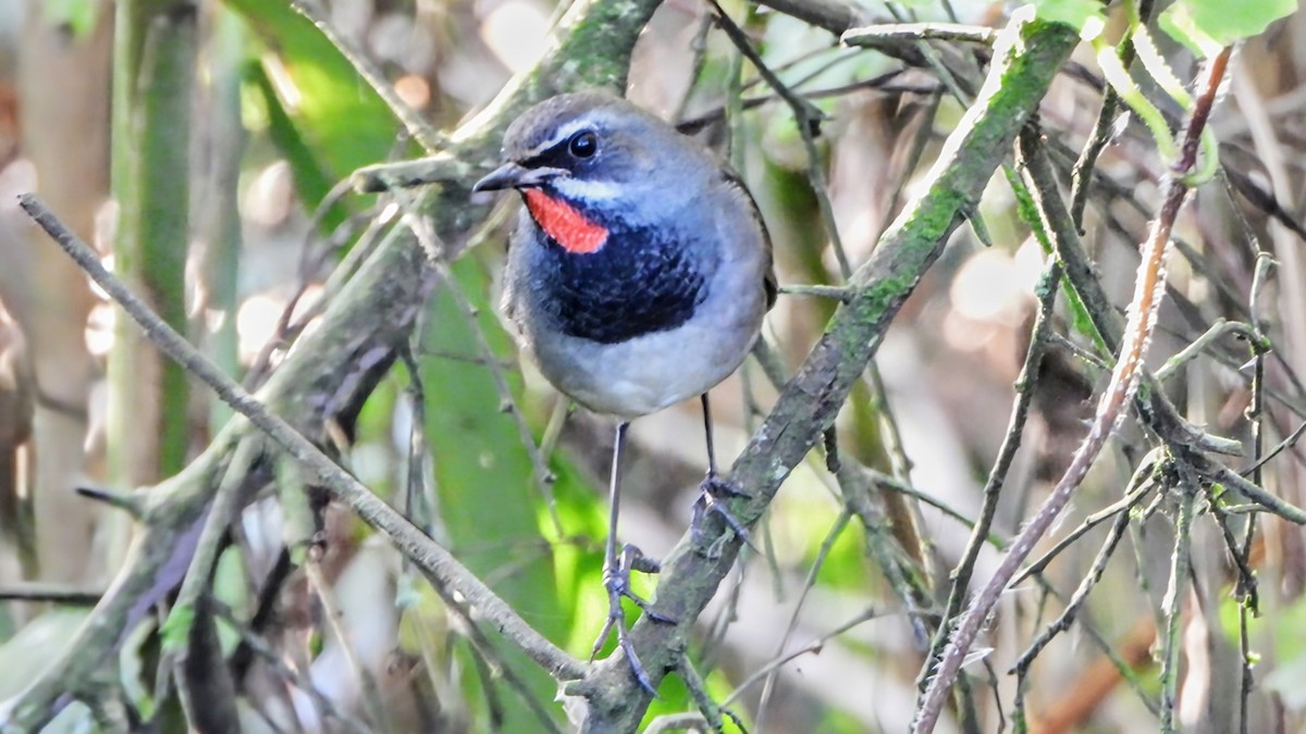 Tibetrubinkehlchen - ML646285596