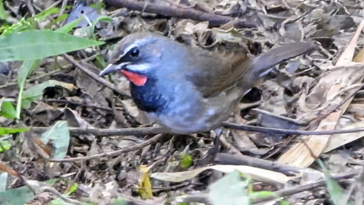 Tibetrubinkehlchen - ML646285597