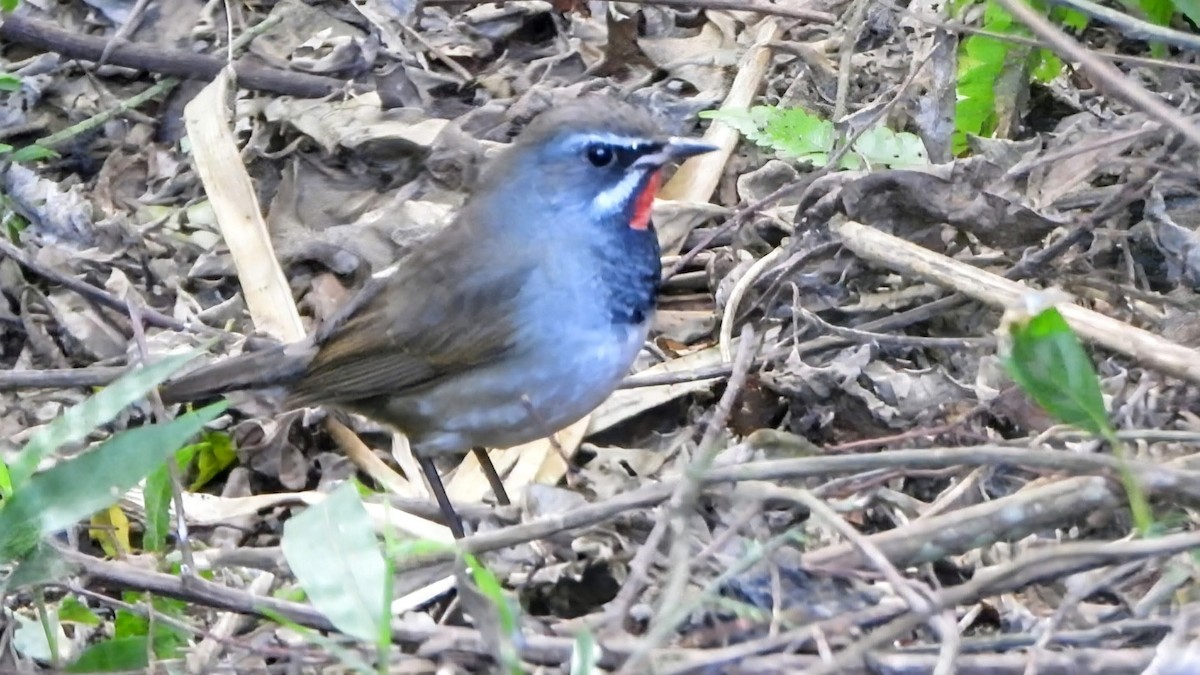 Tibetrubinkehlchen - ML646285598