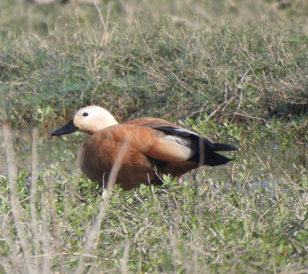 Rostgans - ML646285599