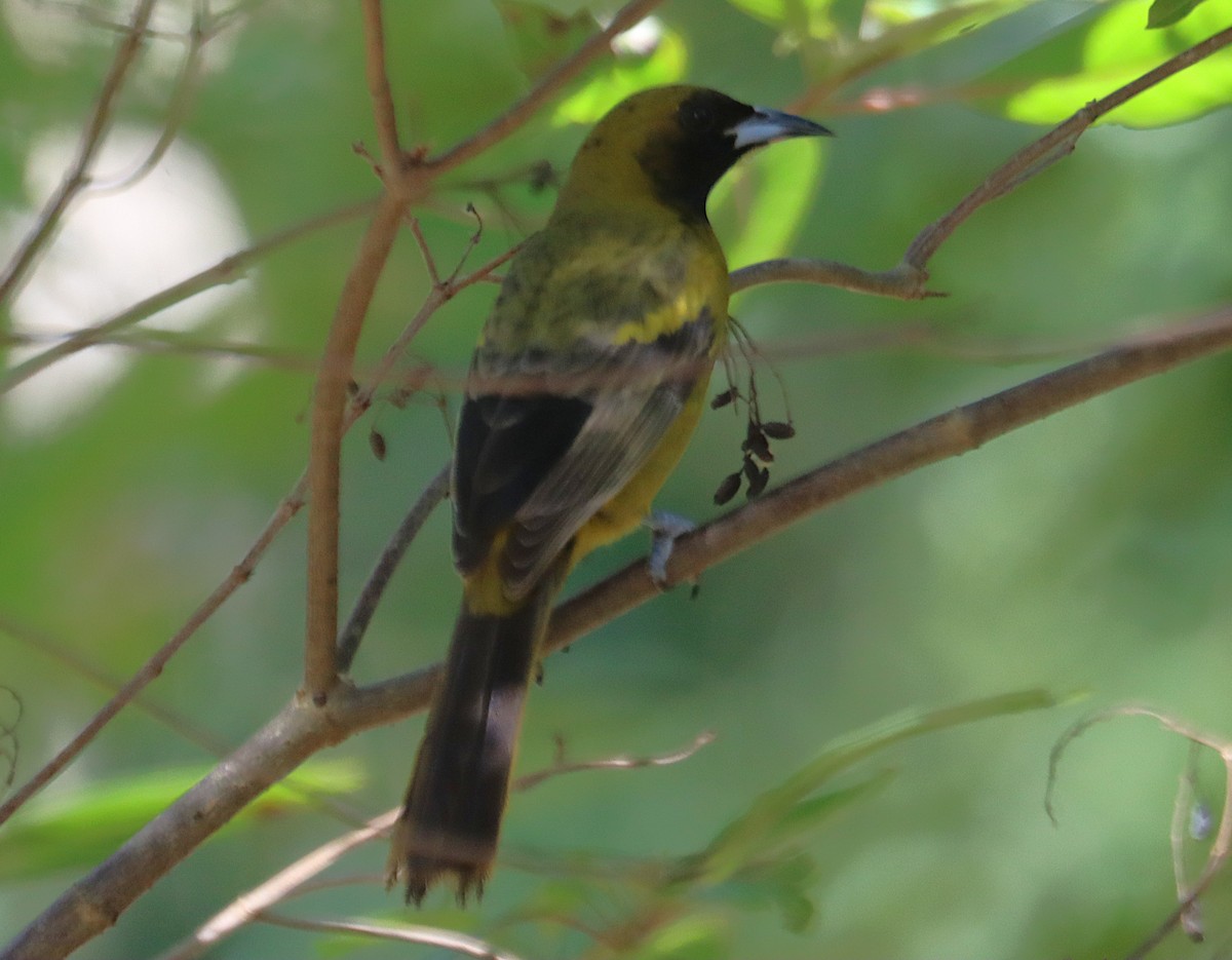 Kubatrupial - ML646285600