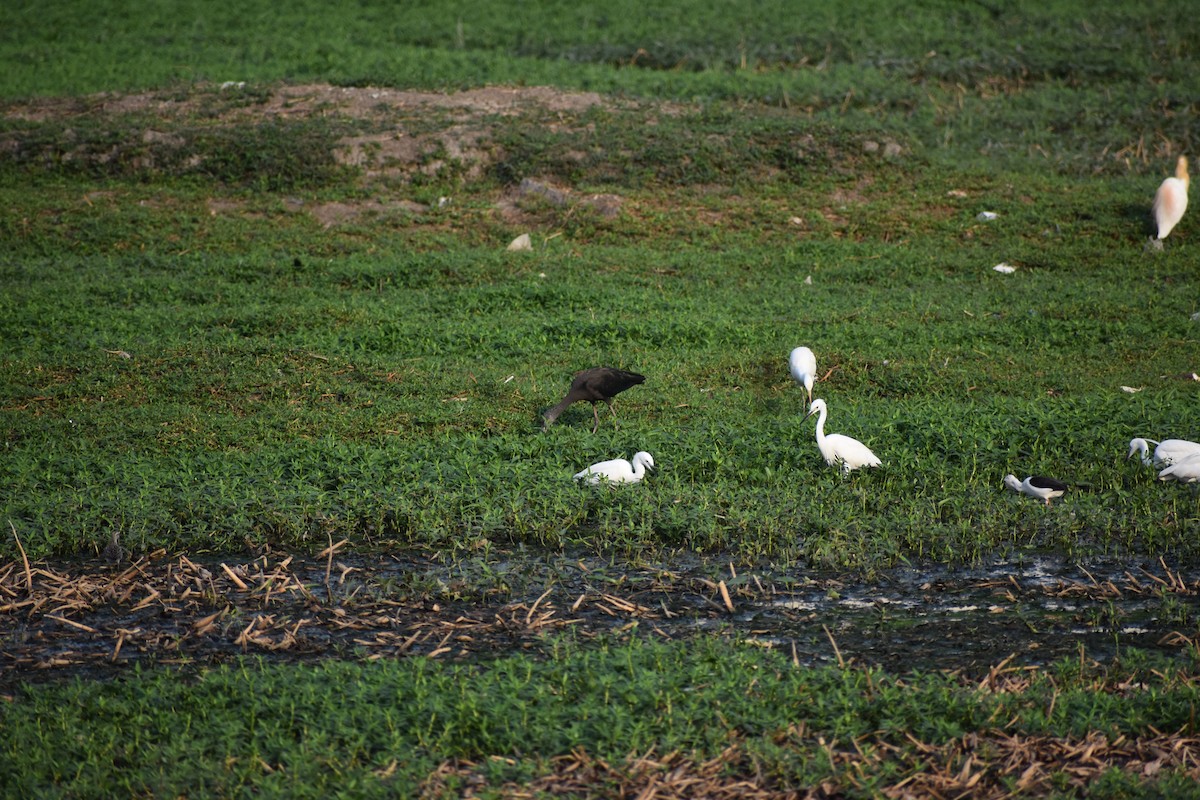 Aigrette garzette - ML646285602