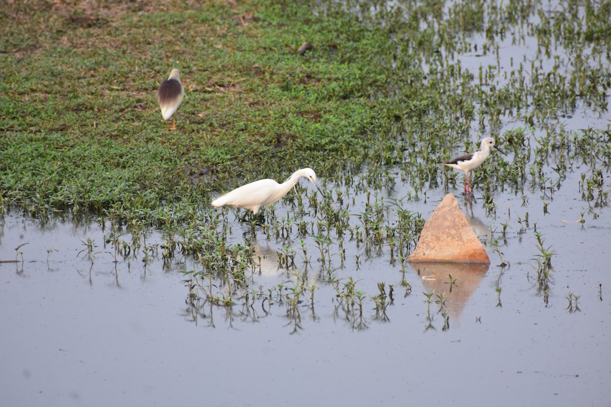 Aigrette garzette - ML646285603