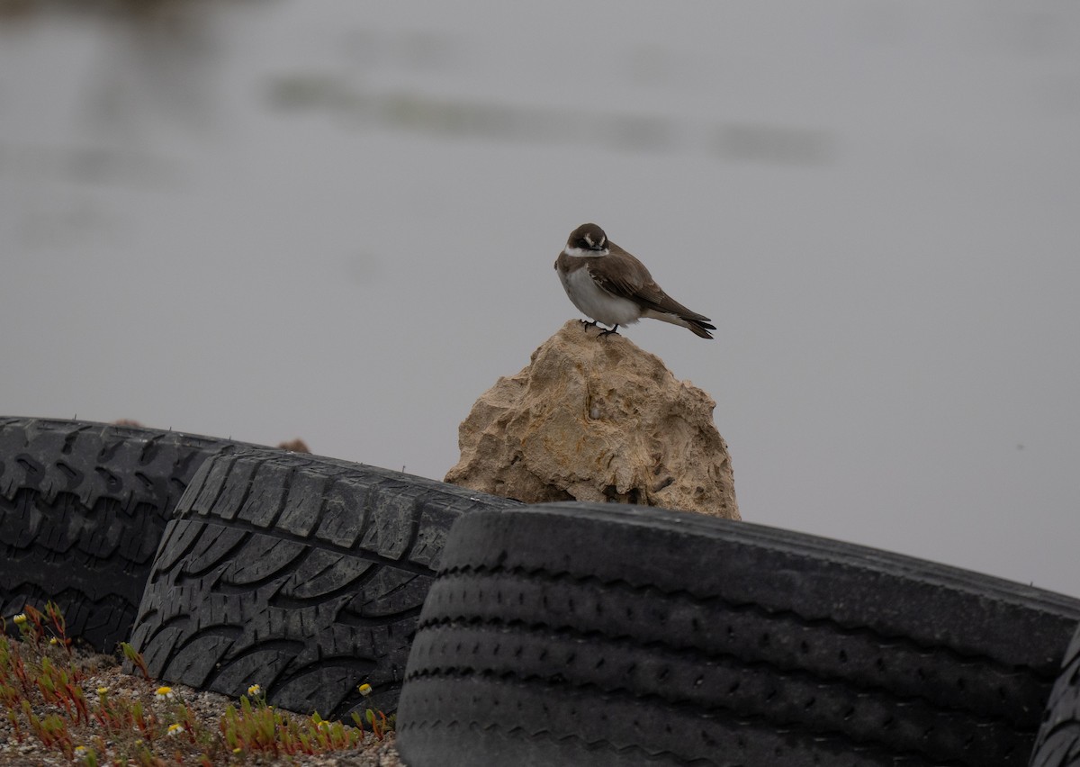 Hirondelle à collier - ML646285604