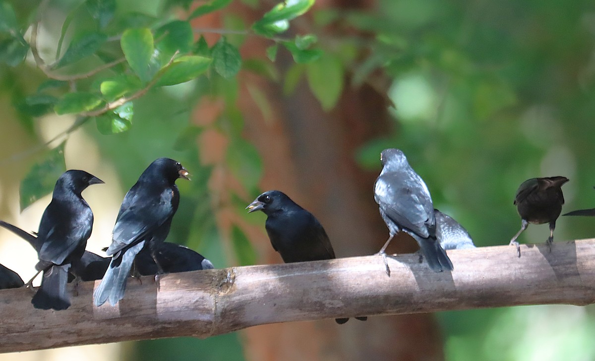 Petit Carouge - ML646285605