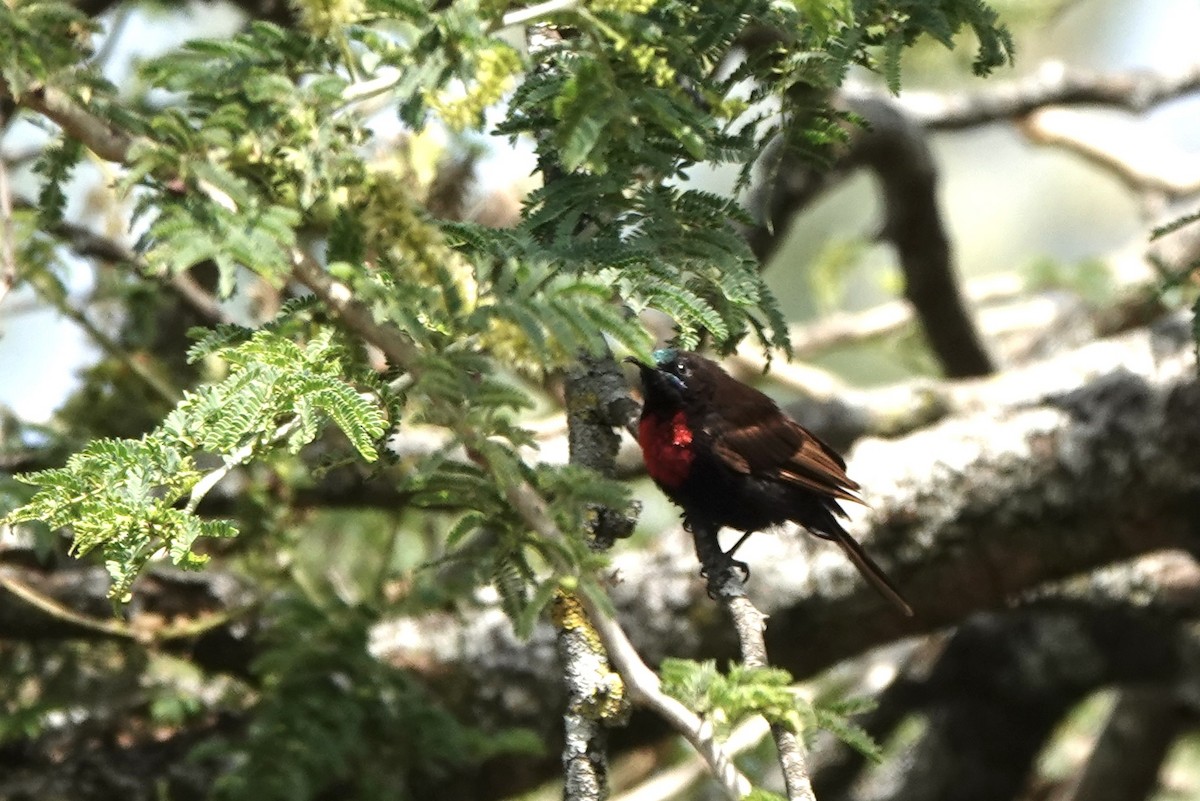 Souimanga à poitrine rouge - ML646285606