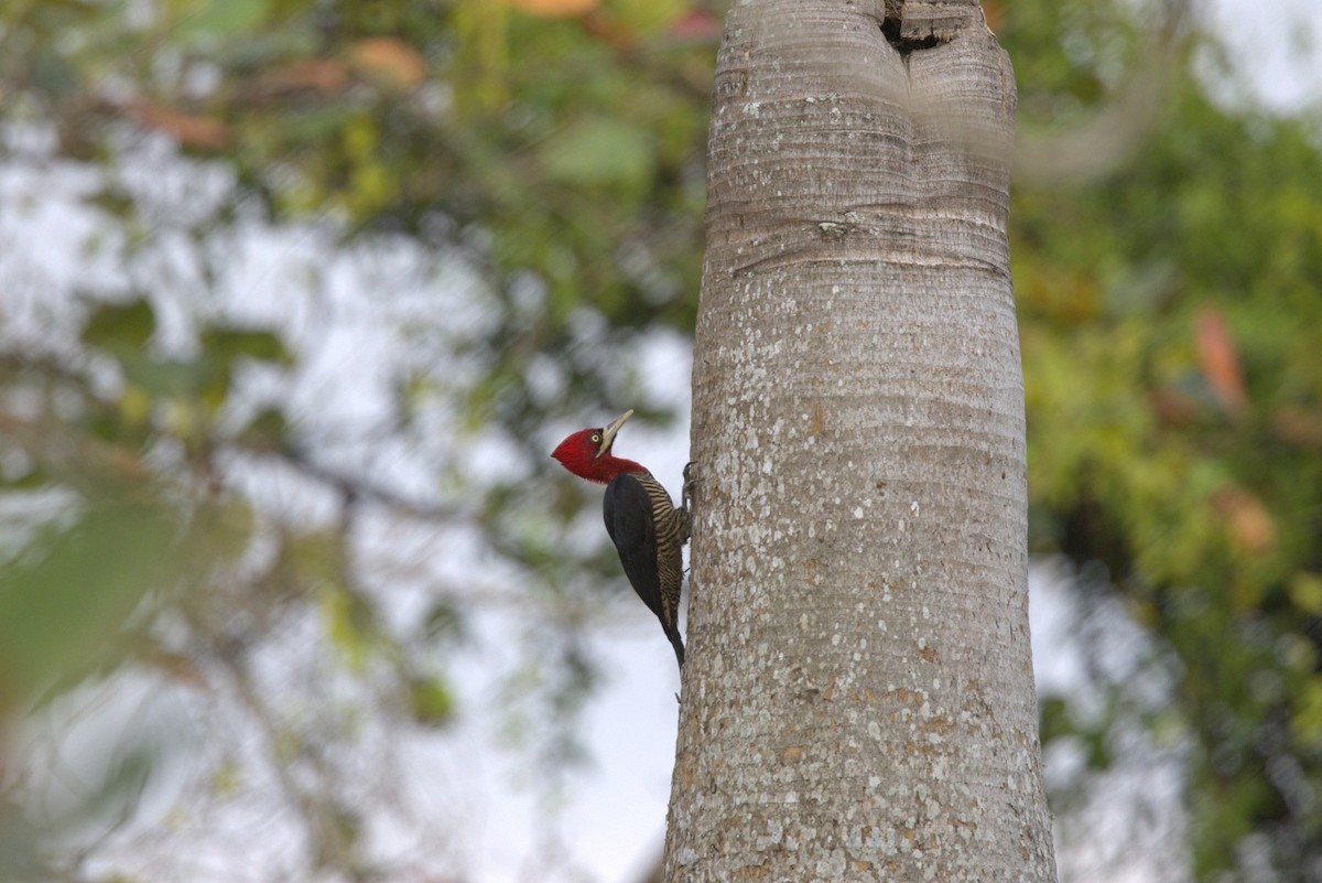 Pic robuste - ML646285607