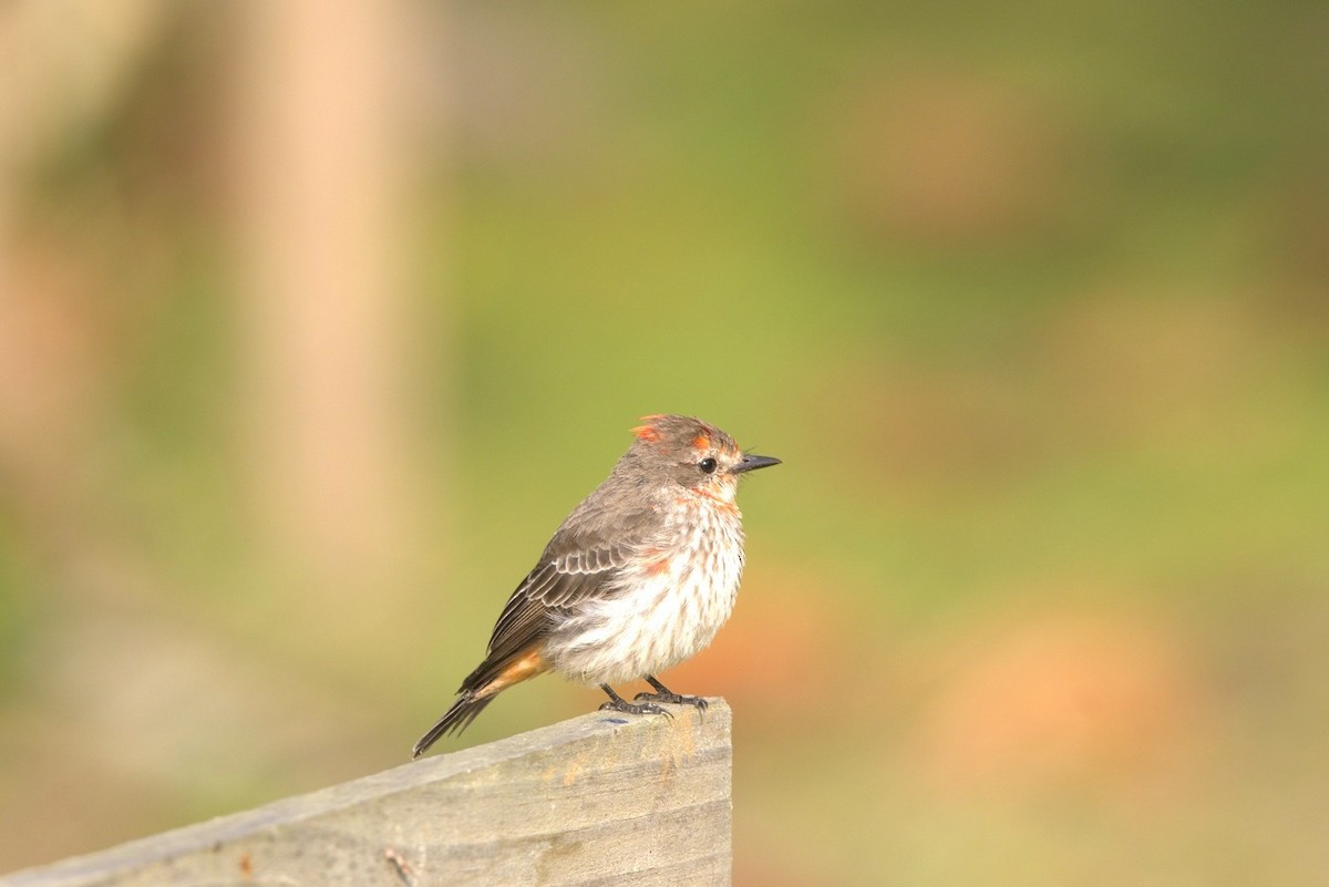 Moucherolle vermillon - ML646285609