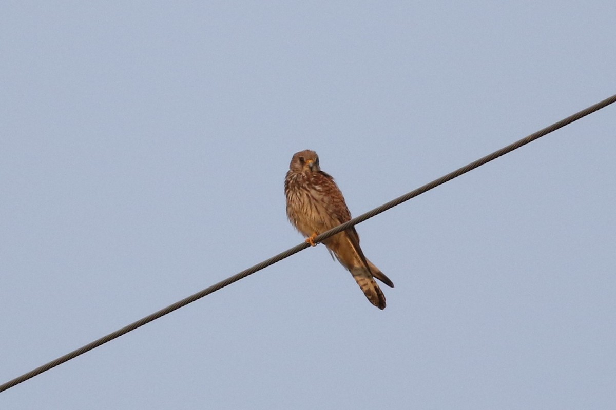 Faucon crécerelle - ML646285610