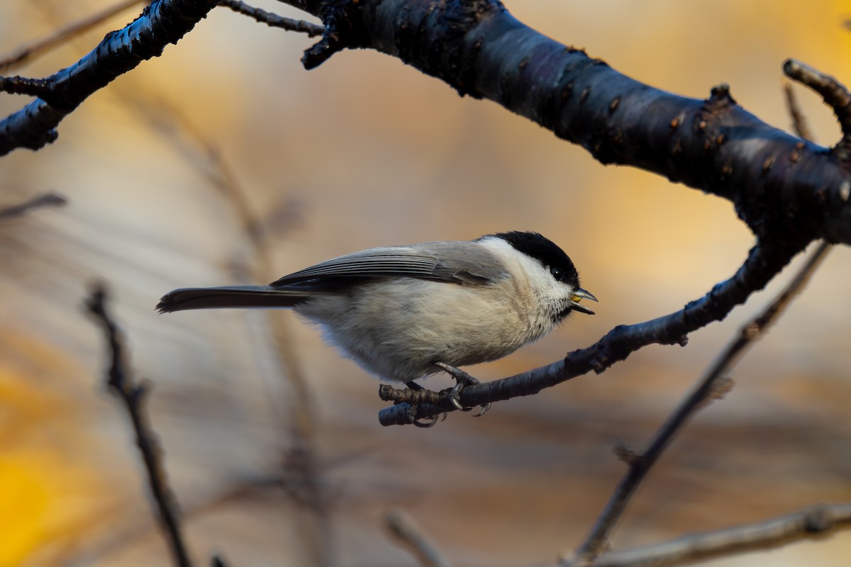 Mésange nonnette - ML646285611