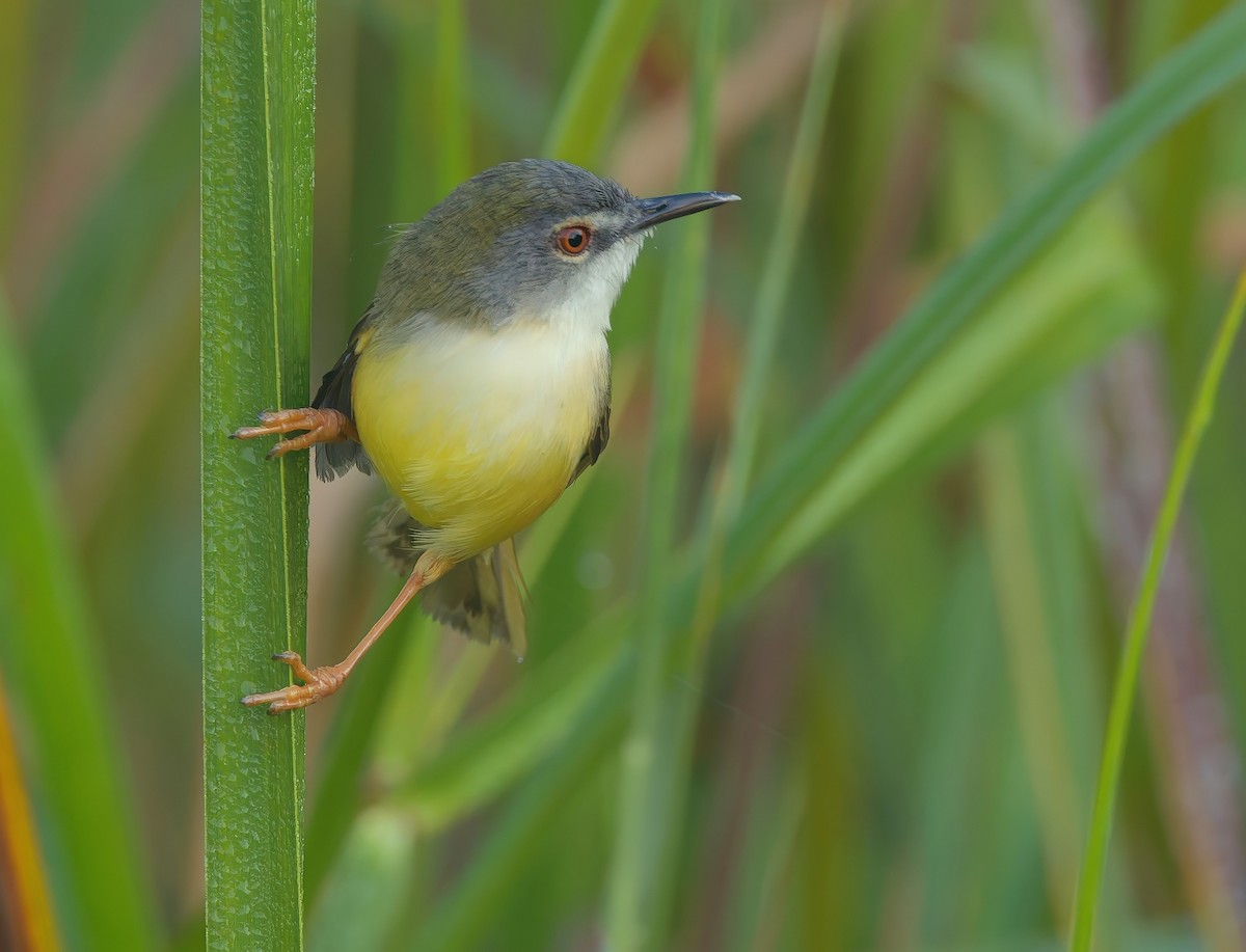Prinia à ventre jaune - ML646285612