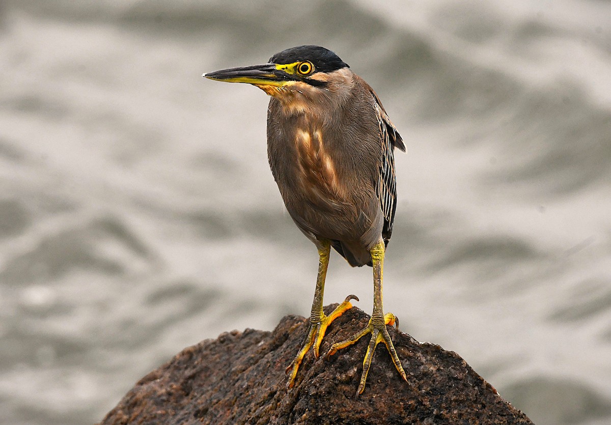 Héron des mangroves - ML646285613