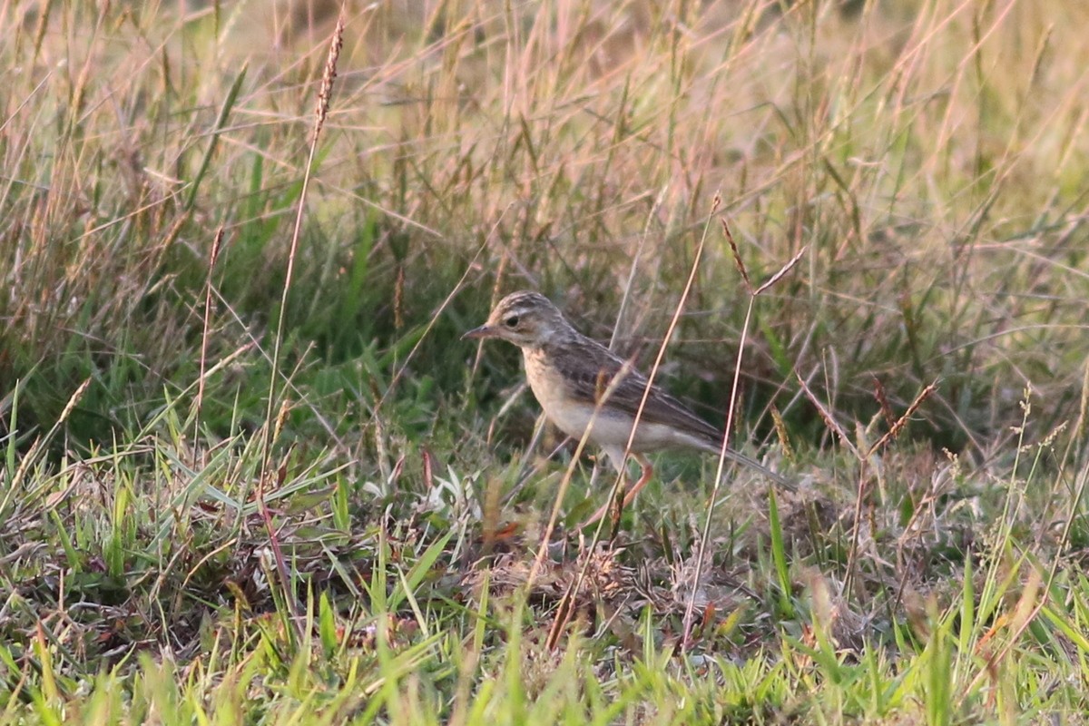 Pipit rousset - ML646285614