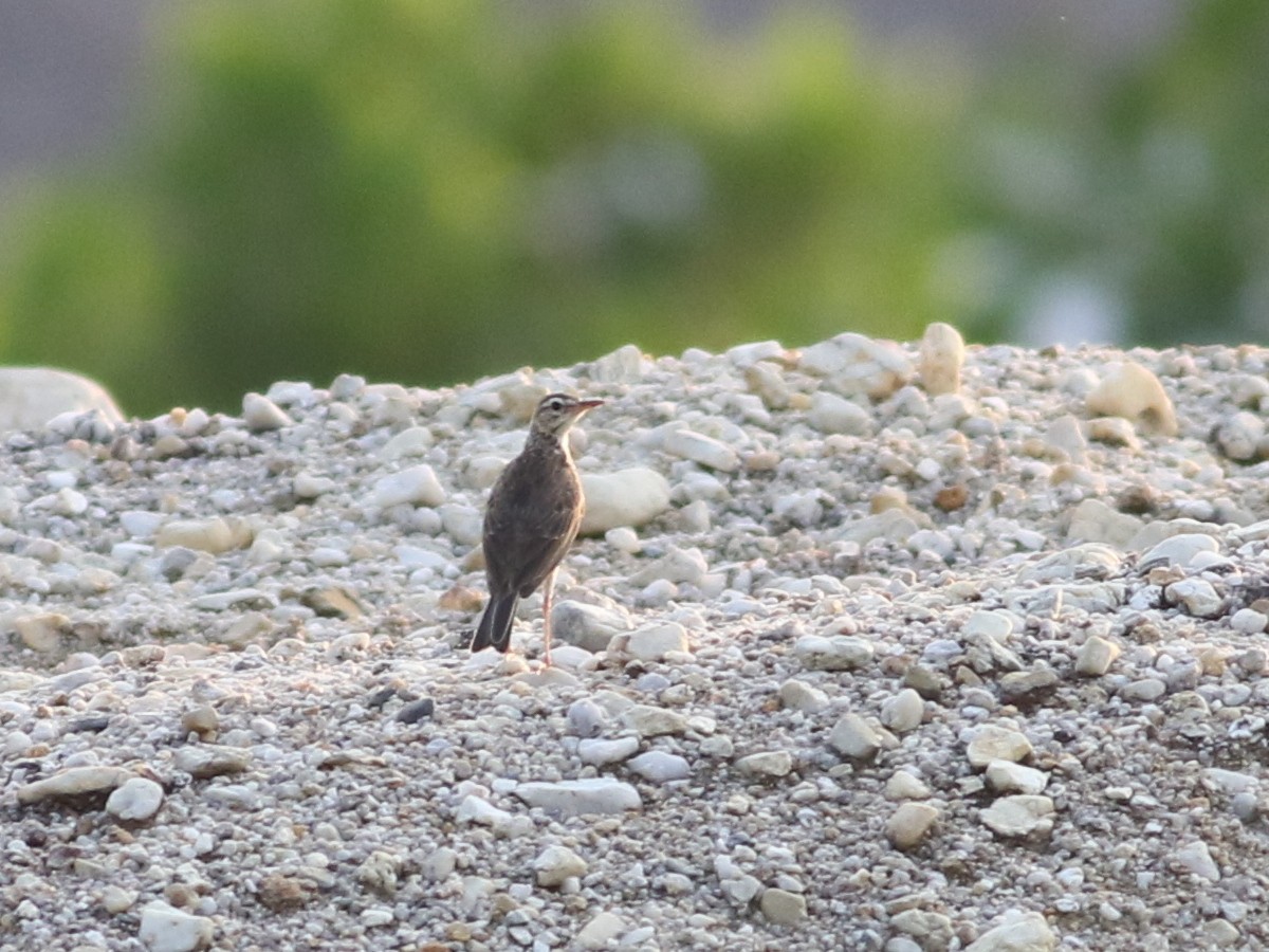 Pipit de Richard - ML646285618