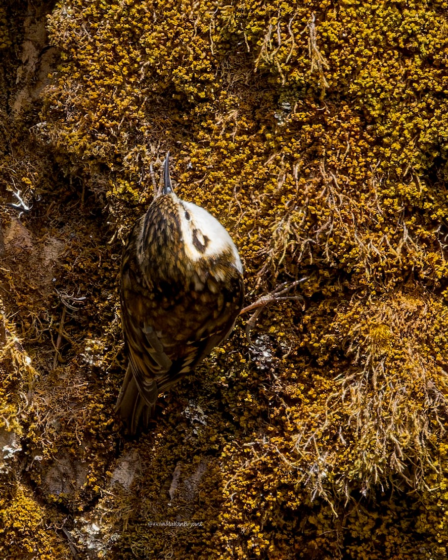 Grimpereau de Hodgson - ML646285619