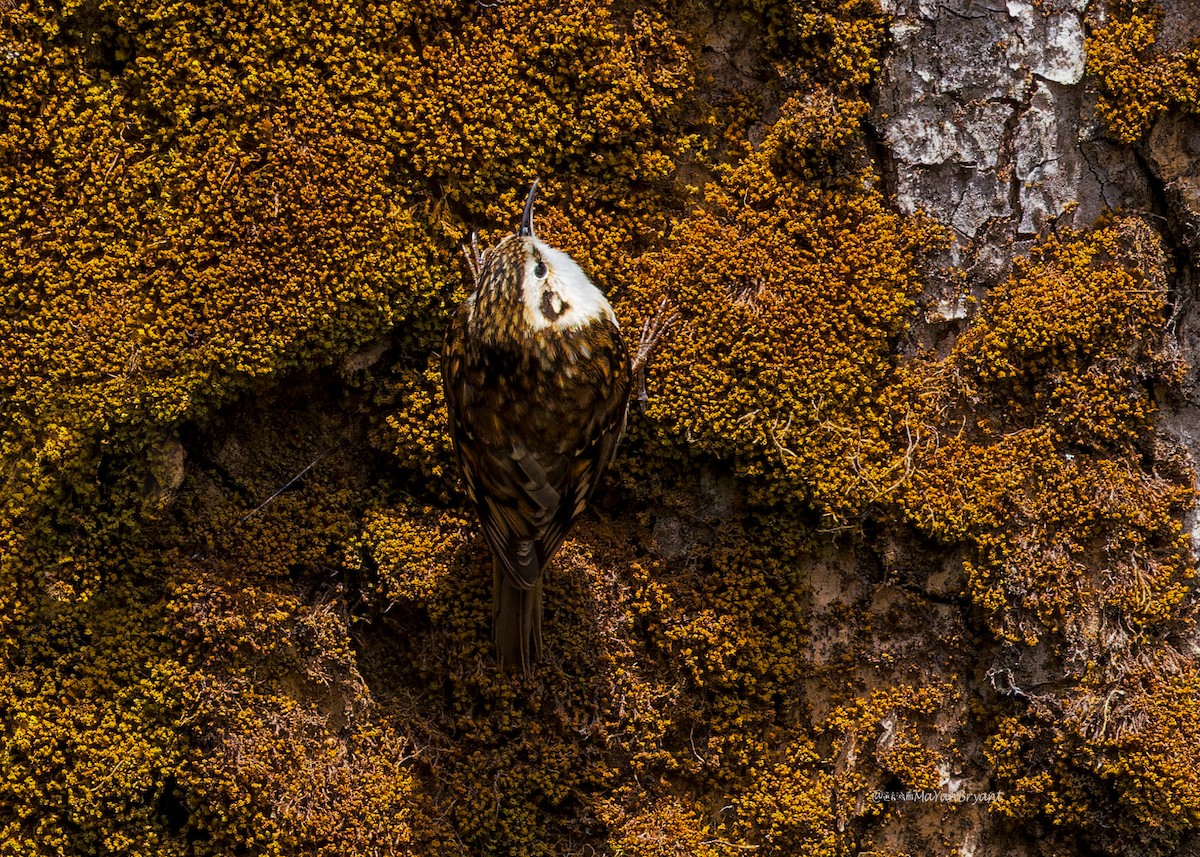 Grimpereau de Hodgson - ML646285620