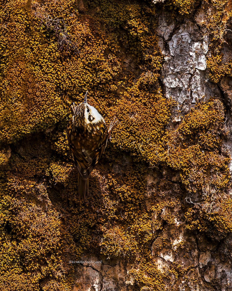 Grimpereau de Hodgson - ML646285621