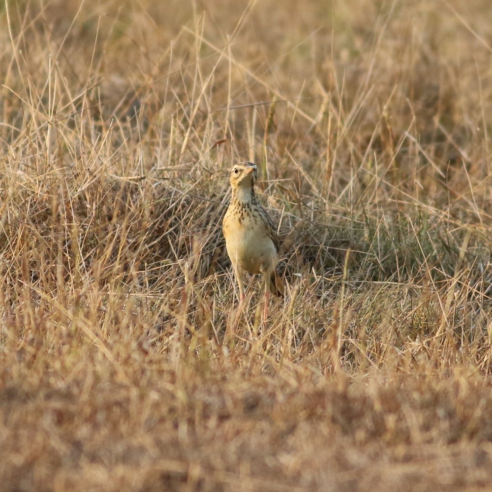 Pipit de Richard - ML646285622