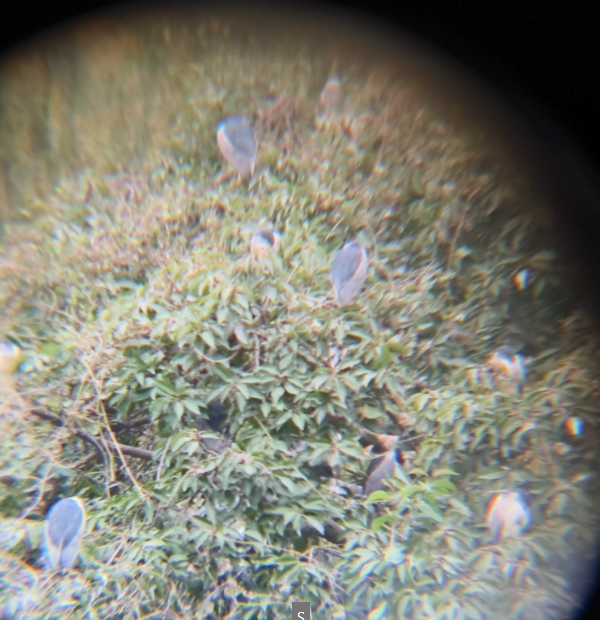 Bihoreau gris - ML646285623