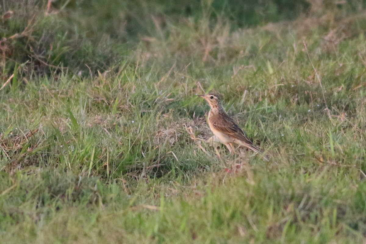 Pipit de Richard - ML646285624