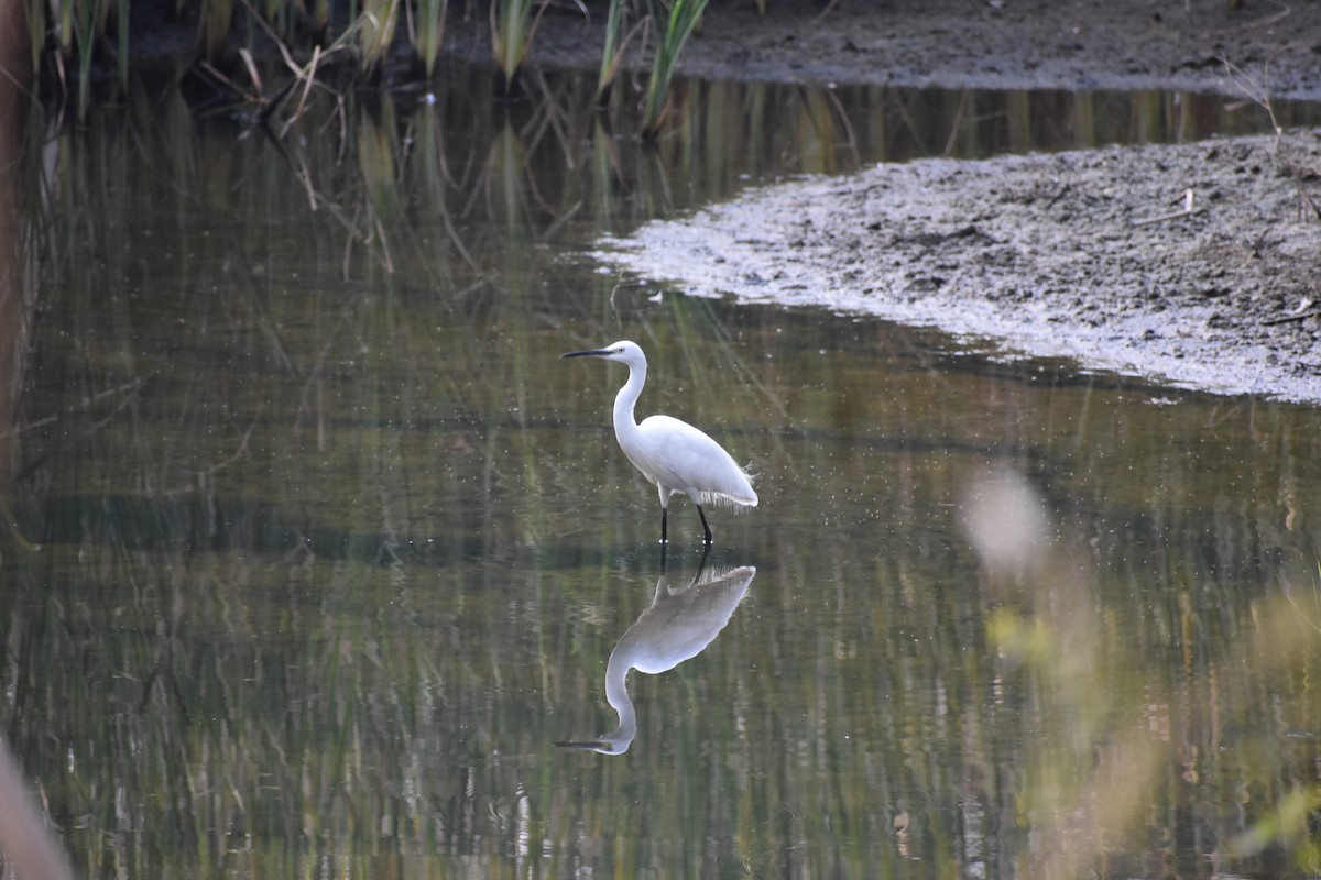 Aigrette garzette - ML646285625