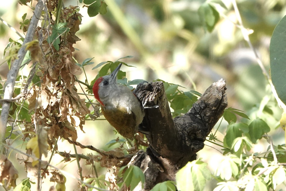 Pic goertan - ML646285626