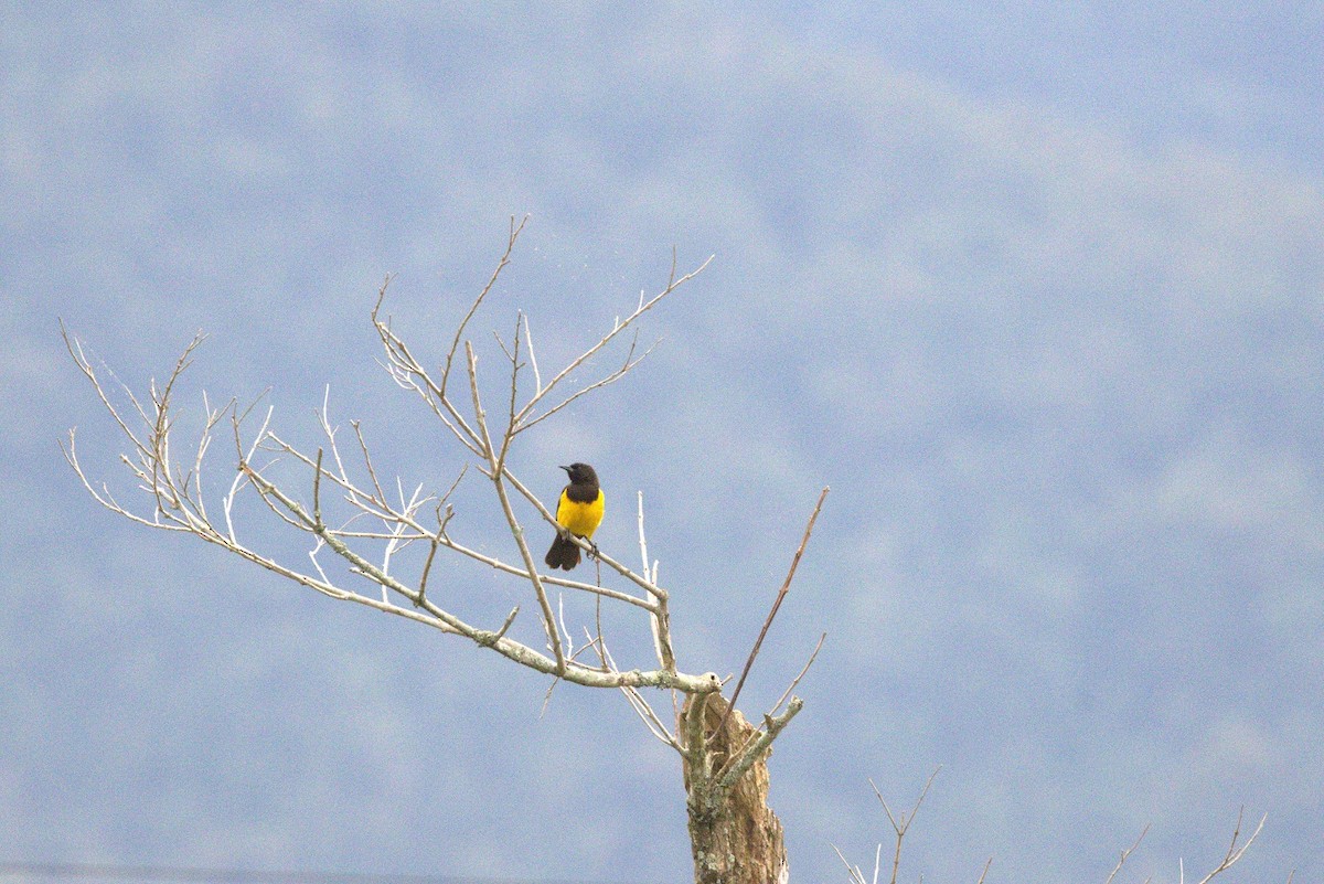 Carouge guirahuro - ML646285627