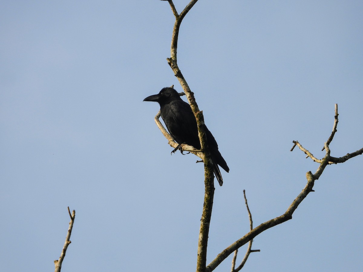Corbeau à gros bec - ML646285628