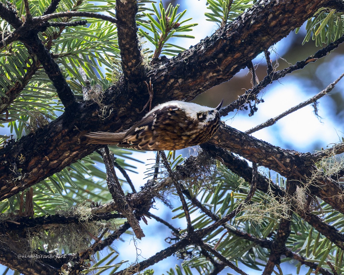 Grimpereau de Hodgson - ML646285630