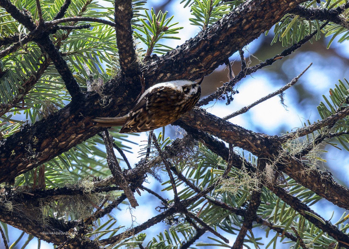 Grimpereau de Hodgson - ML646285631