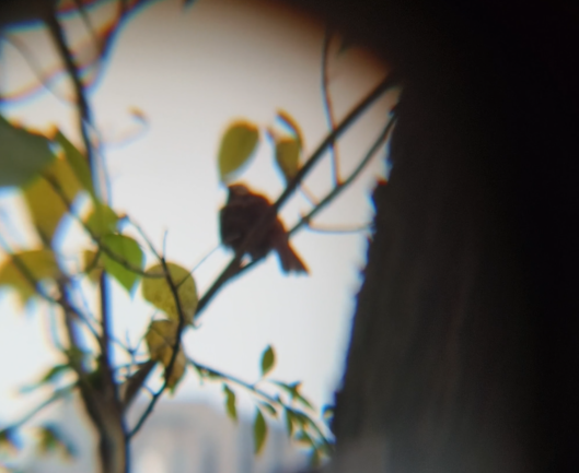 Merle de Chine - ML646285632