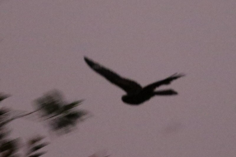 Engoulevent de Horsfield - ML646285634